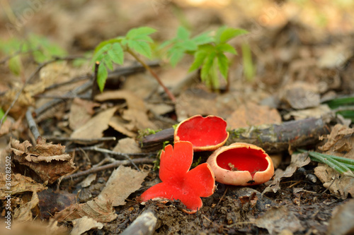 unusual spring mushroom Sarcoscypha bright red (Sarcoscypha coccinea), the first spring mushroom