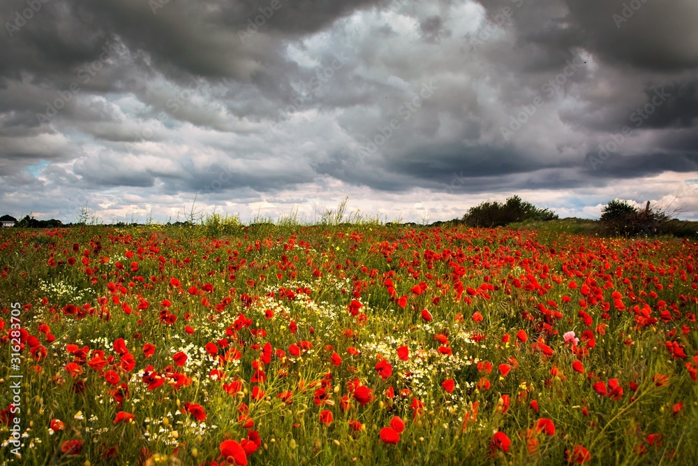 Naklejka premium Stormy Poppy Field
