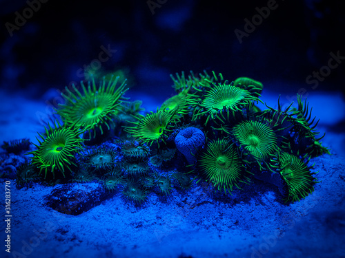 green palythoa (soft coral) in a reef aquarium photo