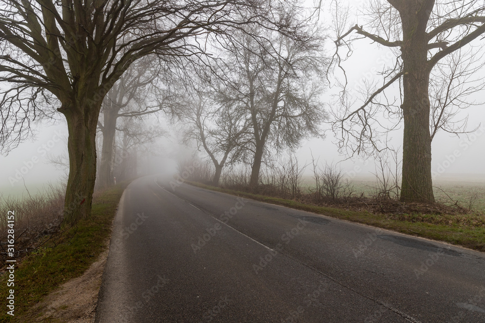 Asphalt road in the fog. Public road with trees growing on the side of the road. Asphalt road in the fog. Public road with trees growing on the side of the road.