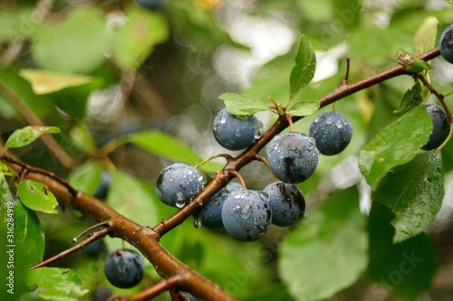 wild thorns in the forest
