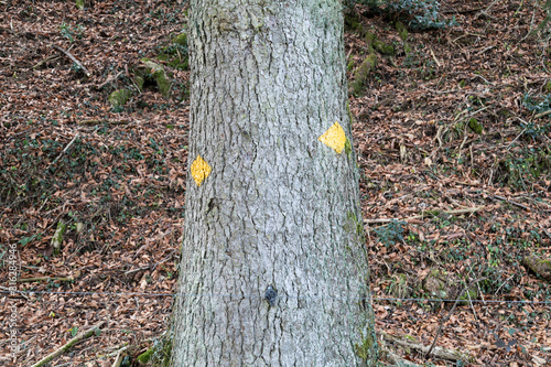 several yellow hiking trail signs with spray paint on a tree in front of an autumnal forest floor covered with leaves, by day