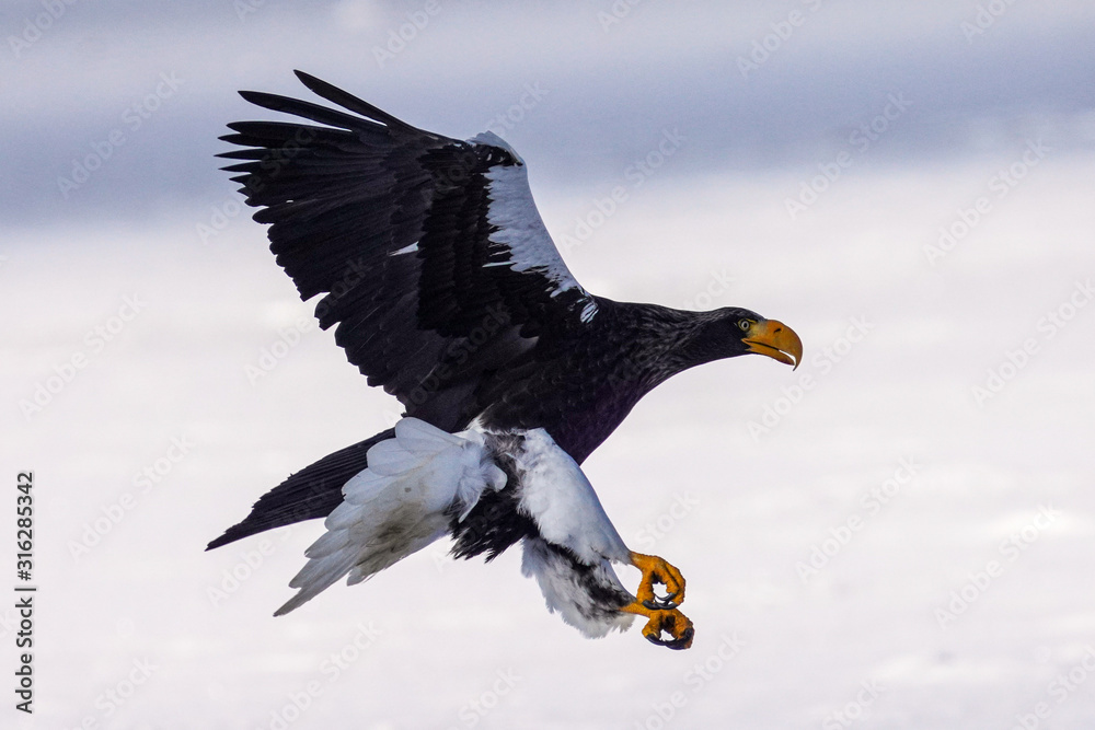 Obraz premium オオワシ