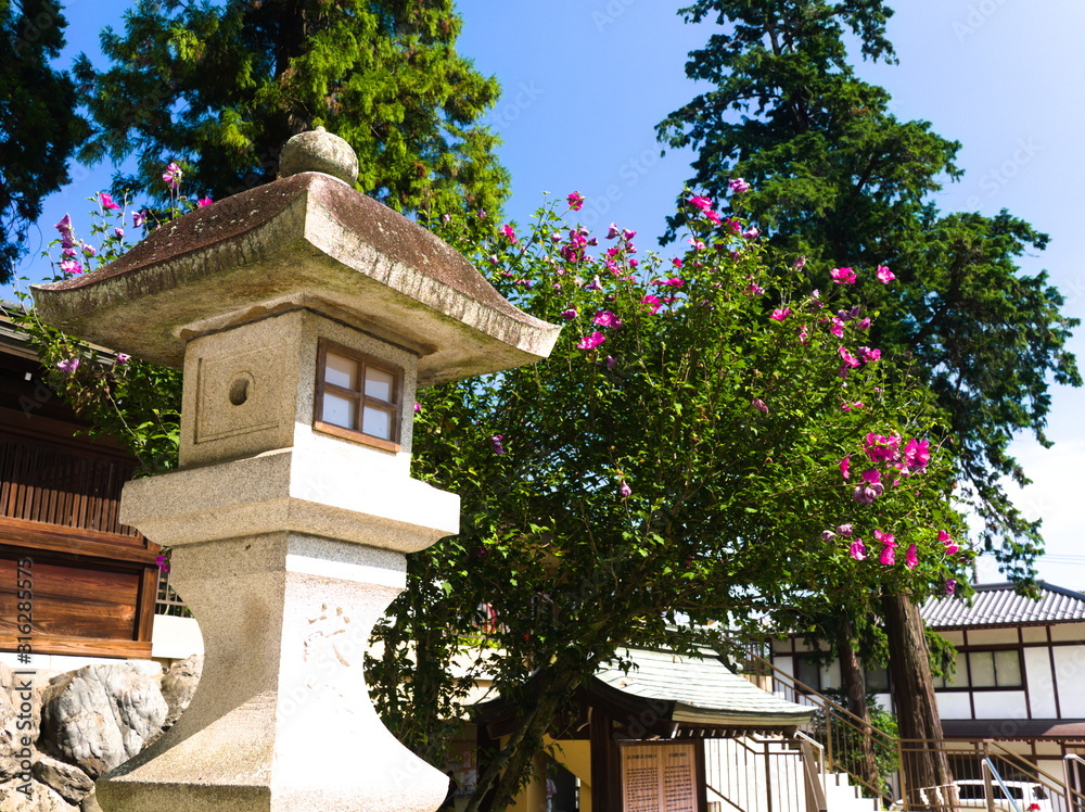 house in garden