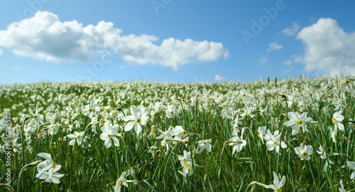 CLOSE UP: Beautiful white flowers growing under the clear skies in mountains.