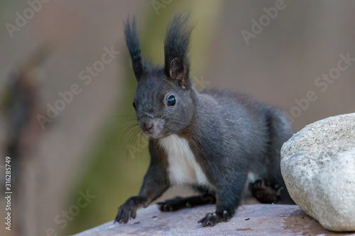European brown squirrel in winter coatl looking for nuts © were