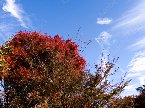 Obraz na płótnie tree in autumn w salonie