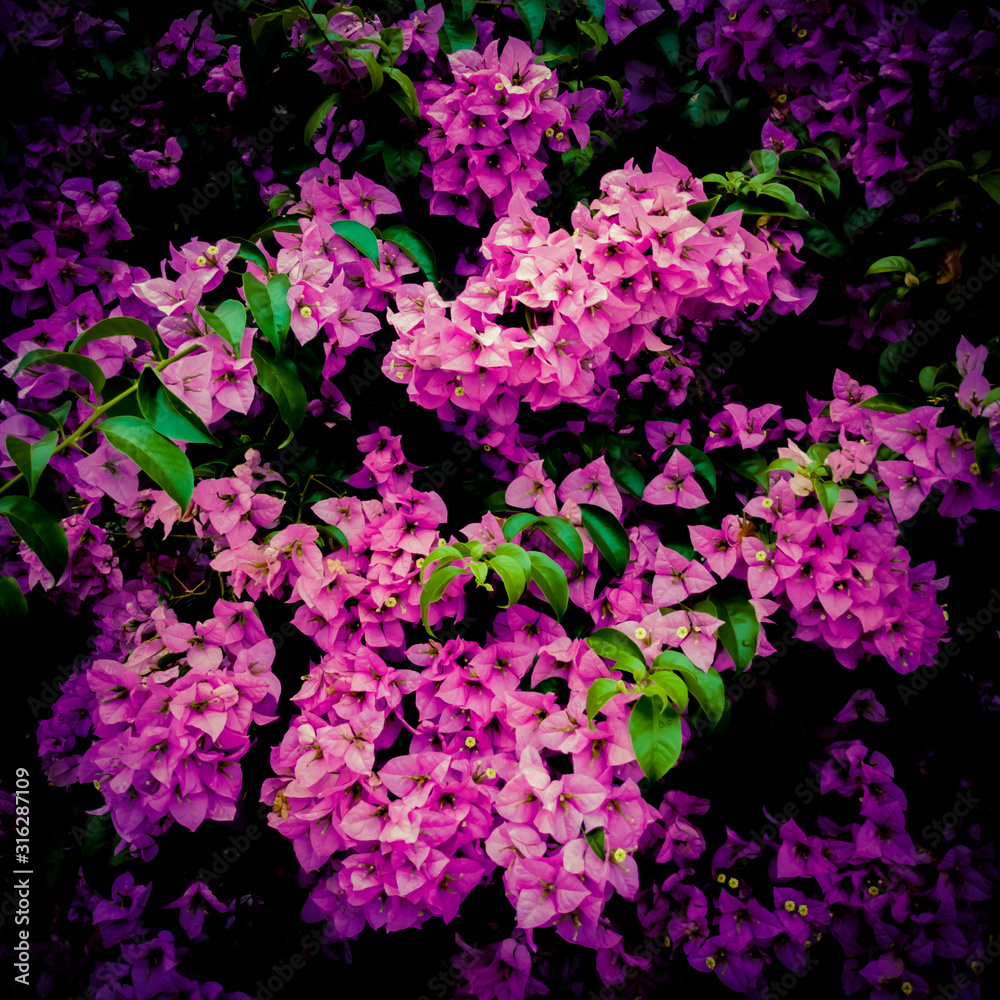 purple flowers in the Garden flores roxas