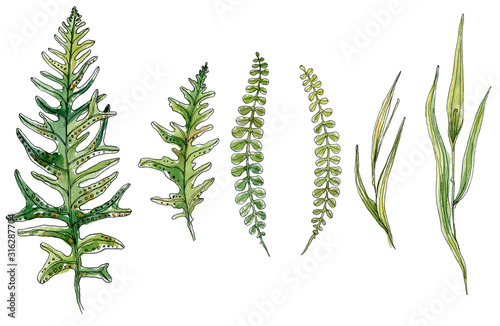 Set of hand-drawn watercolor sketch elements fern, grass isolated