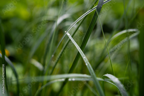 Fresh green grass with dew drops close up. Water drops on the fresh grass after rain. Light morning dew on the green grass. Close-up of beautiful Dew Drops. Nature concept