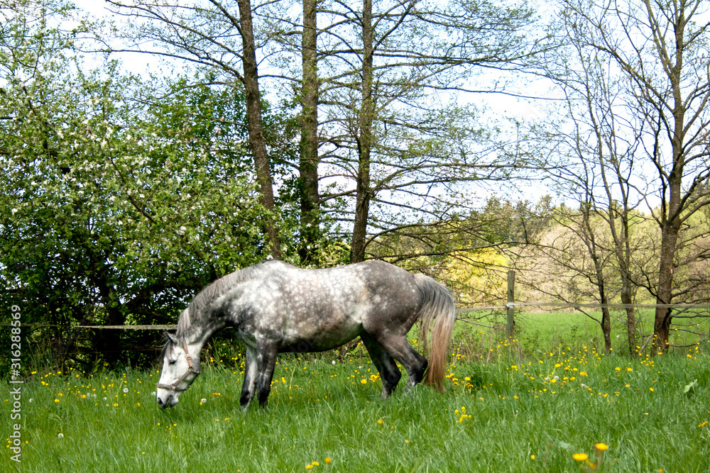 Fototapeta premium Pferd Apfelschimmel frei auf der Wiese