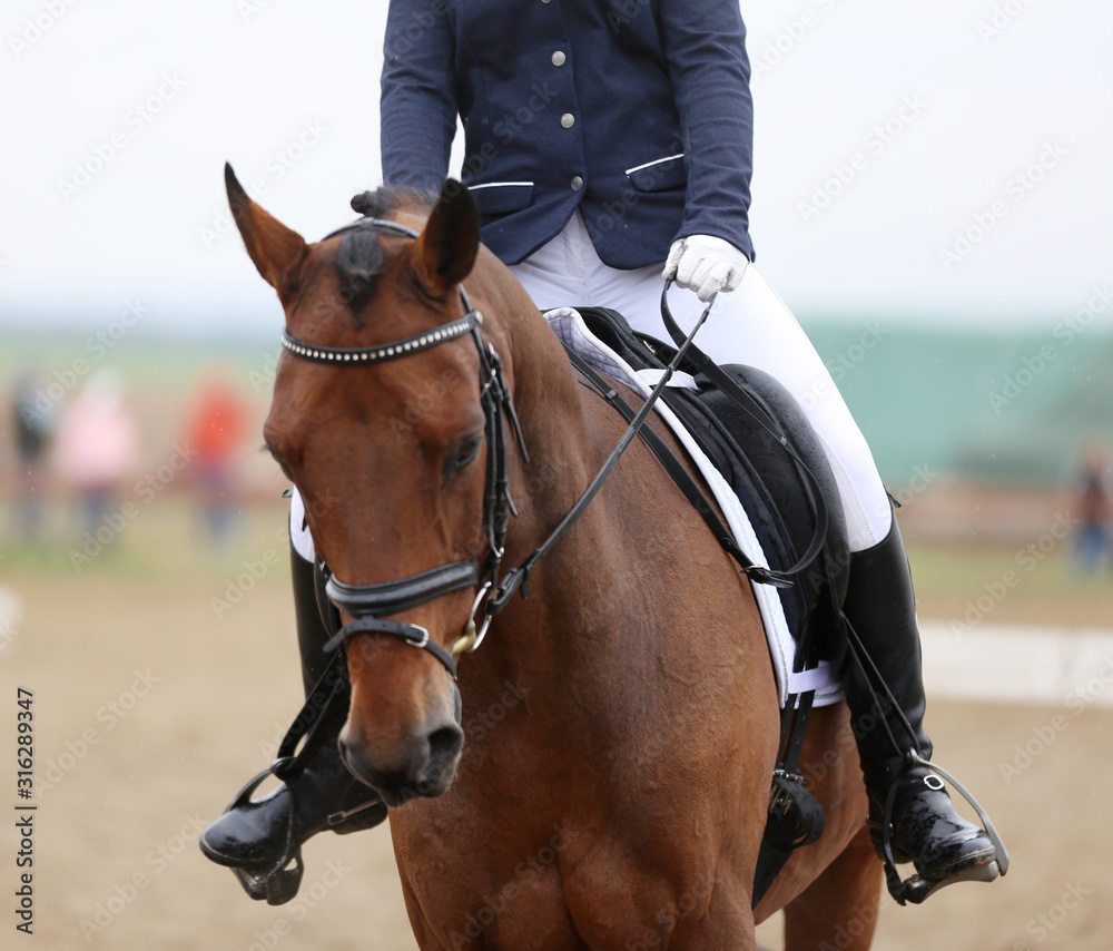Head shot closeup of a dressage horse during ourdoor competition event Head shot closeup of a dressage horse during ourdoor competition event