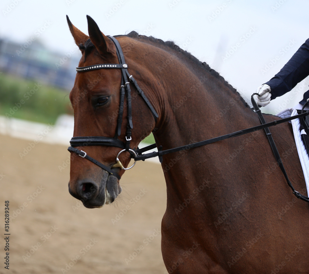 Head shot closeup of a dressage horse during ourdoor competition event Head shot closeup of a dressage horse during ourdoor competition event