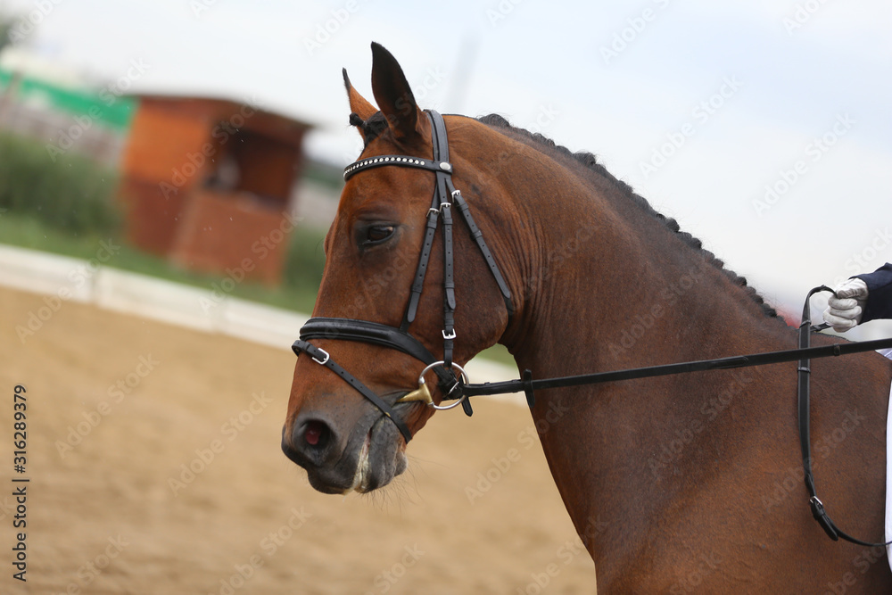 Fototapeta premium Head shot closeup of a dressage horse during ourdoor competition event