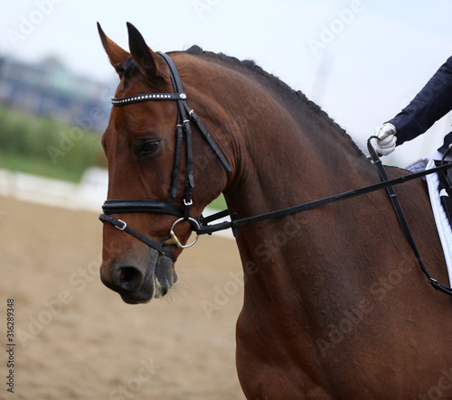  Head shot closeup of a dressage horse during ourdoor competition event