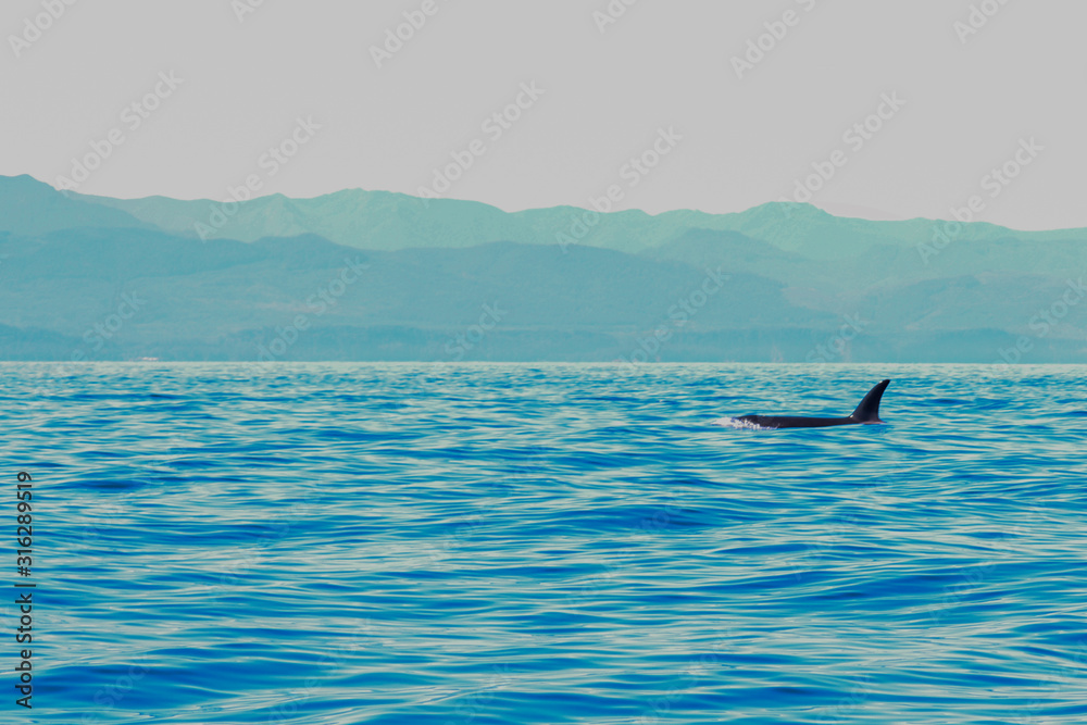 Obraz premium Transient Orca