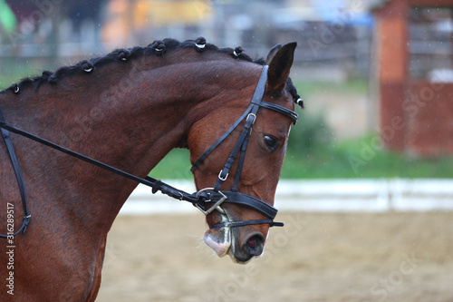  Head shot closeup of a dressage horse during ourdoor competition event