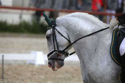  Head shot closeup of a dressage horse during ourdoor competition event