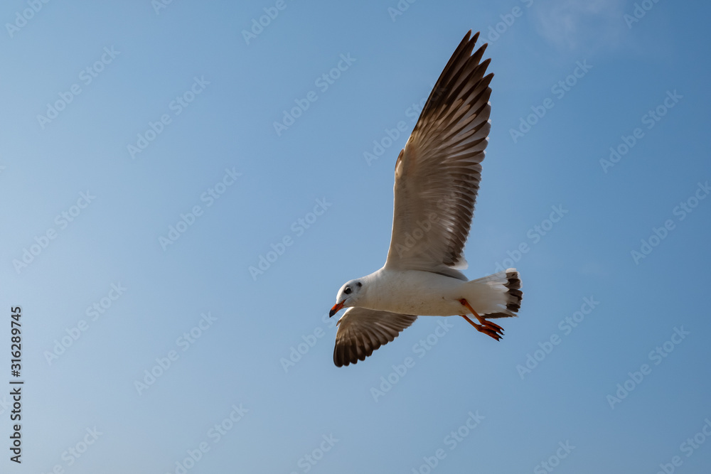 Obraz premium Seagull flying on the sea in Thailand