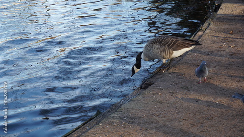 Duck jump, duck jumping in the water, duck jumps in the water