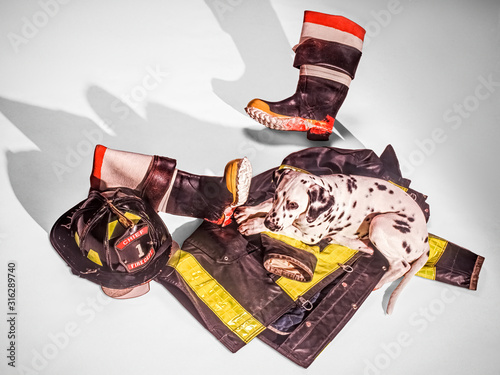 dalmation dog sitting on fireman's suit