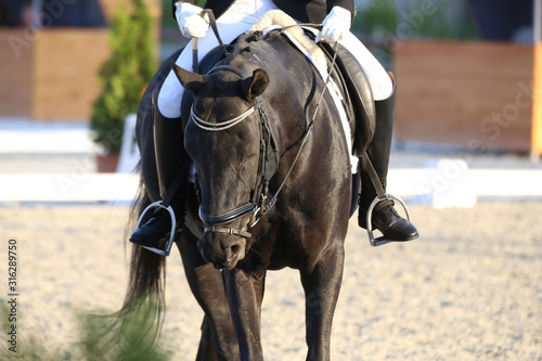 Unknown contestant rides at dressage horse event in riding ground outdoors © acceptfoto