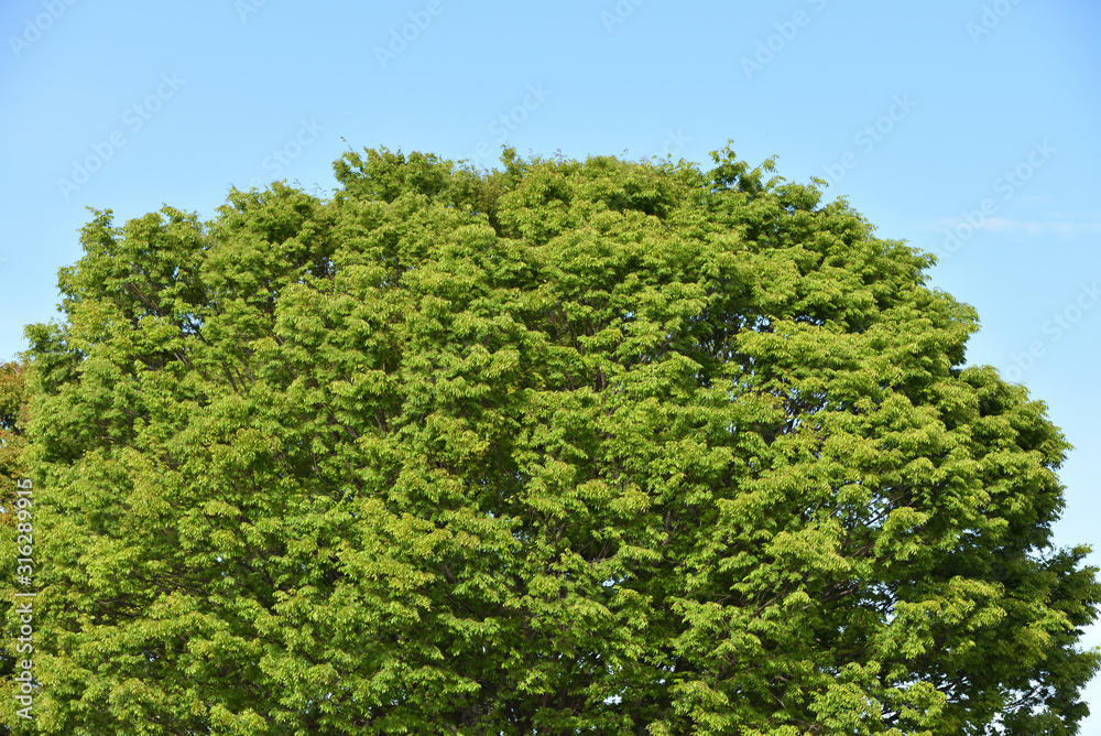 Green tree with copy space of sky Green tree with copy space of sky