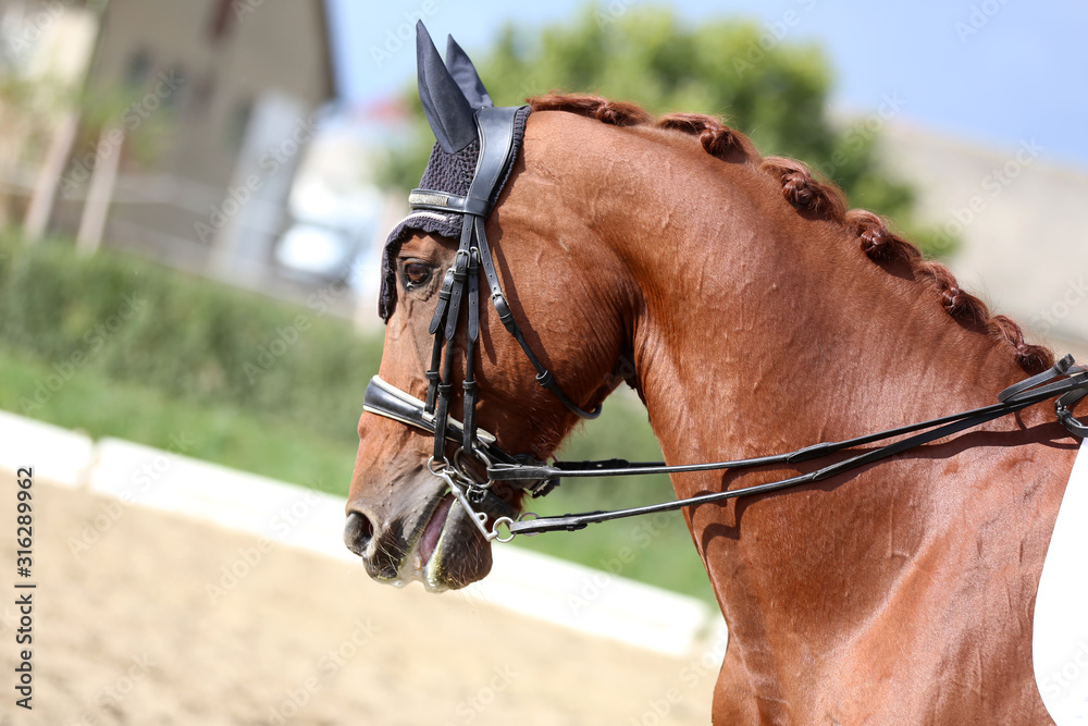 Fototapeta premium Unknown contestant rides at dressage horse event in riding ground outdoors