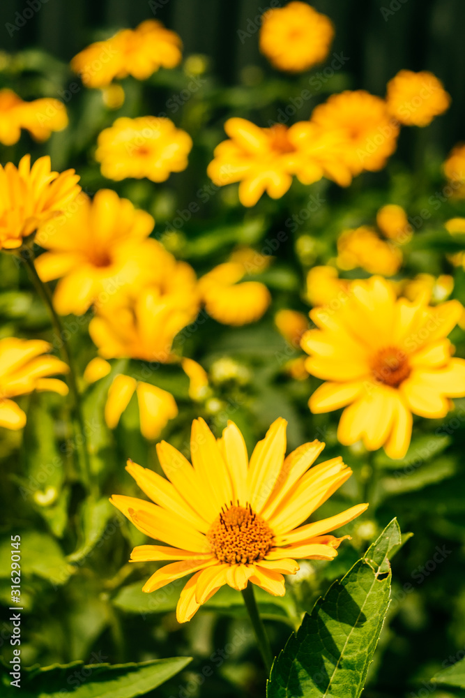 Yellow doronicum flowers background Yellow doronicum flowers background