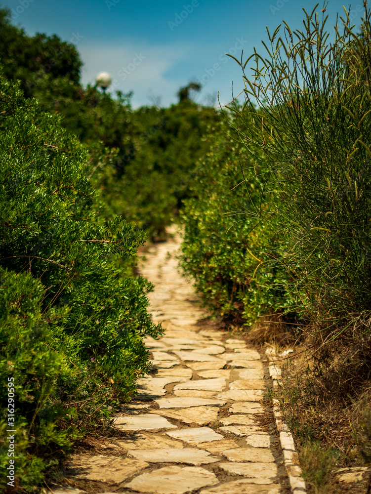 Fototapeta premium Stone Path through Bushes in Mediterranean Summer