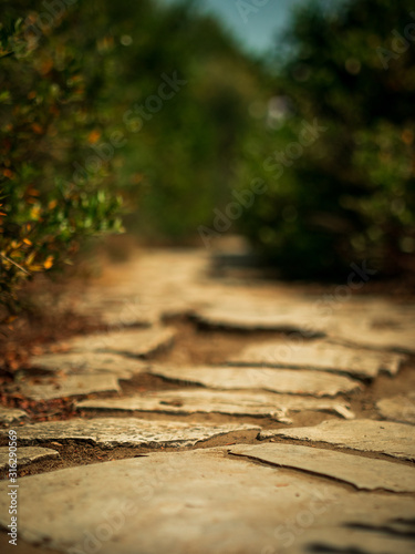 Fototapeta Naklejka Na Ścianę i Meble -  Stone Path through Mediterranean Bushes