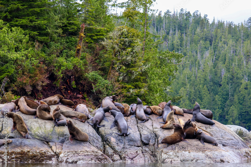 Obraz premium Sea Lions O Plenty