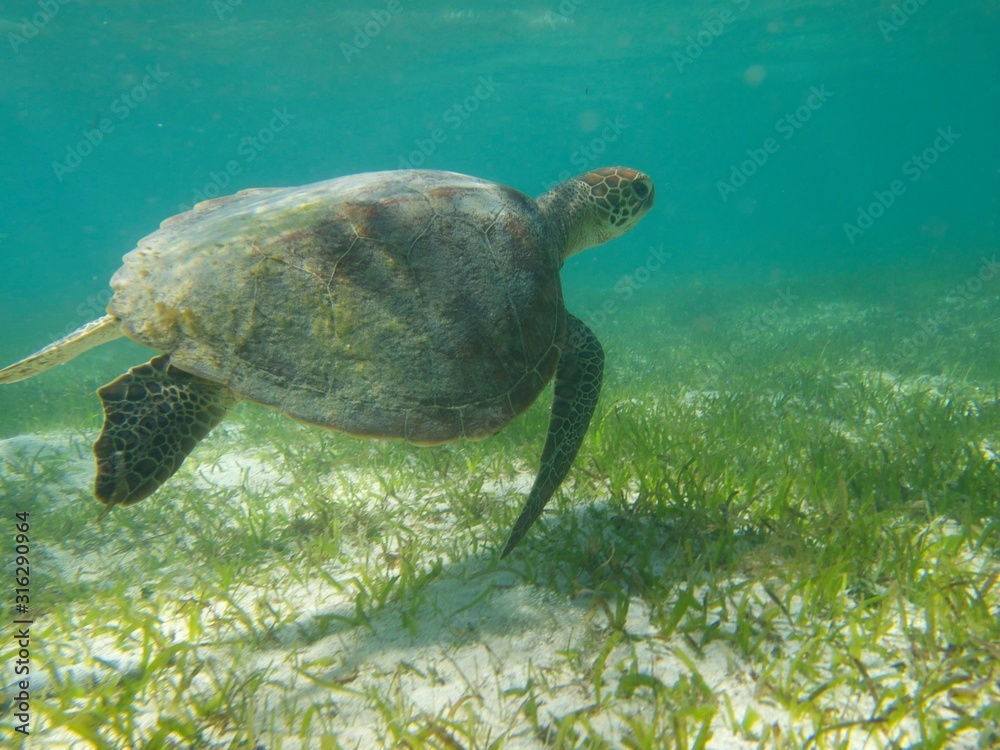 Obraz premium Turtle Great Barrier Reef