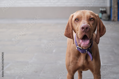 Portrait of a puppy vizsla in classic chrome