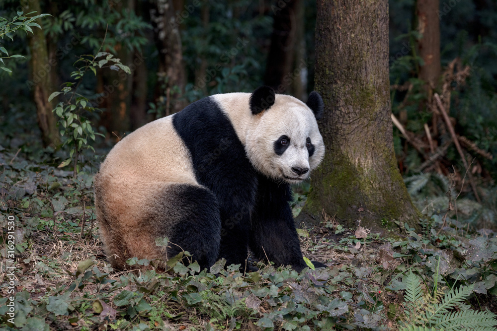 Panda Bear Sitting in the Forest of Bifengxia Panda Reserve in Ya'an Sichuan Province, China. Fluffy Panda Panda Bear Sitting in the Forest of Bifengxia Panda Reserve in Ya'an Sichuan Province, China. Fluffy Panda