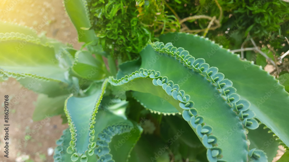 Bryophyllum pinnatum is a succulent plant originating from Madagascar