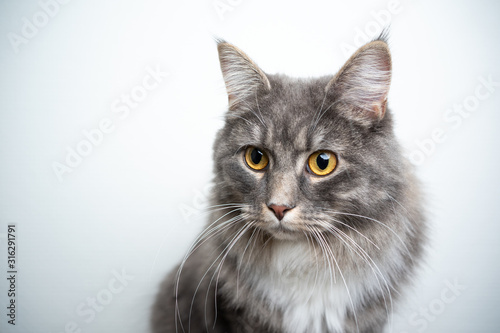 portrait of a cute blue tabby maine coon cat in front of white studio background