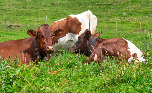Milchkühe auf der Weide © Comofoto