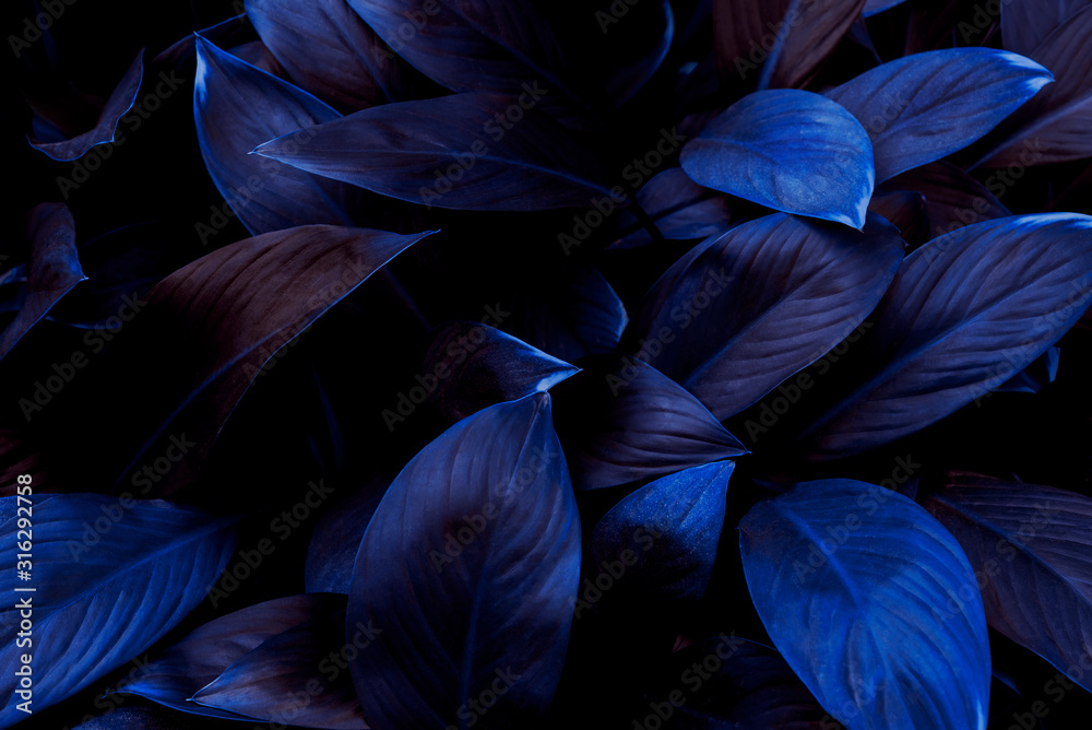Fototapeta niebieski kwiat na czarnym tle