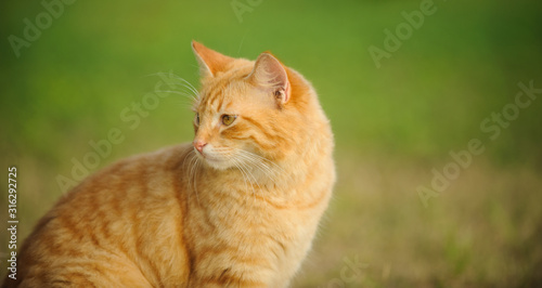 Ginger tabby cat outdoor portrait