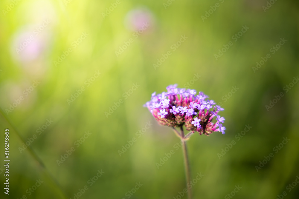 Fototapeta premium The background image of the colorful flowers