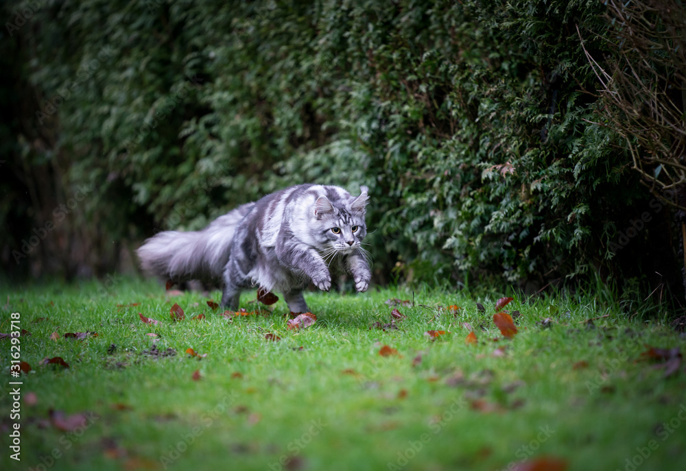 silver tabby maine coon cat hunting outdoors in the back yard running on lawn at high speed looking ahead focused silver tabby maine coon cat hunting outdoors in the back yard running on lawn at high speed looking ahead focused