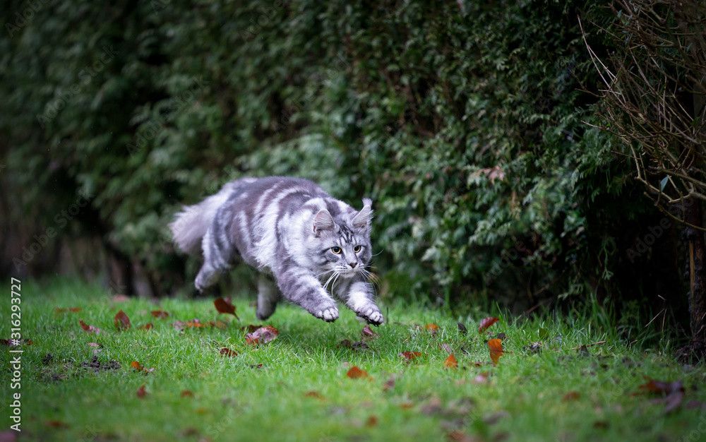 playful silver tabby maine coon cat   jumping outdoors in the back yard running on lawn at full speed looking ahead focused