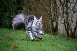 playful silver tabby maine coon cat playing outdoors in the back yard running on lawn at high speed looking ahead