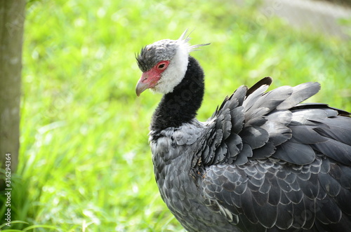 black cock in the zoo ukumari in colombia © KreaFoto