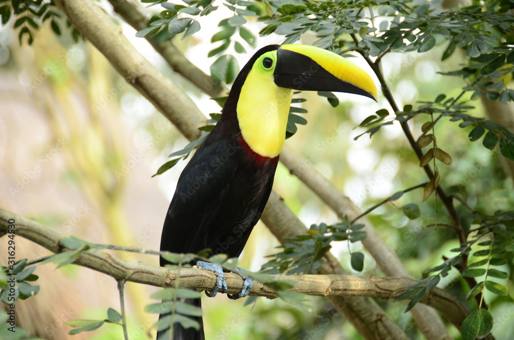 Obraz premium colorful toucan in the trees of the zoo ukumari colombia