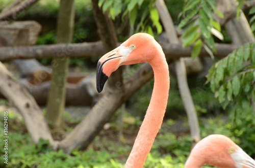  beautiful pink flamingo in the ukumari zoo photo