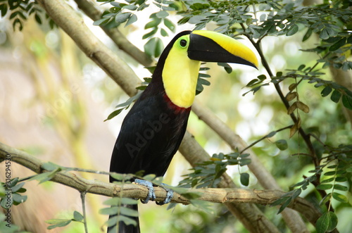 colorful toucan in the trees of the zoo ukumari colombia