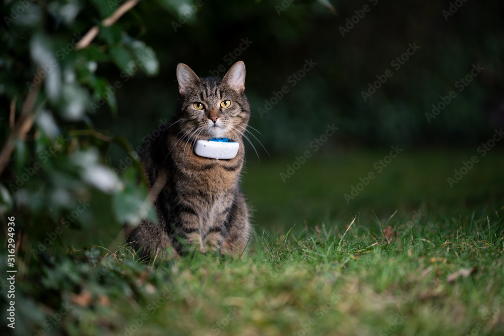 tabby domestic shorthair cat outdoors in nature wearing gps tracker attached to collar observing the garden at night looking at camera