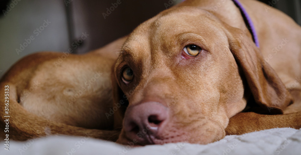 a portrait of a little puppy brown cute vizsla